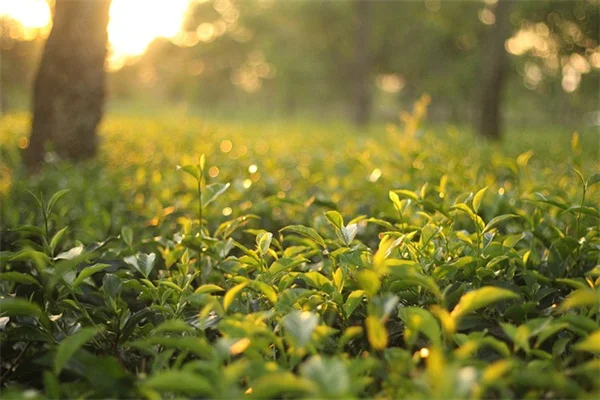 9月に植えるべき多年草7選とその理由