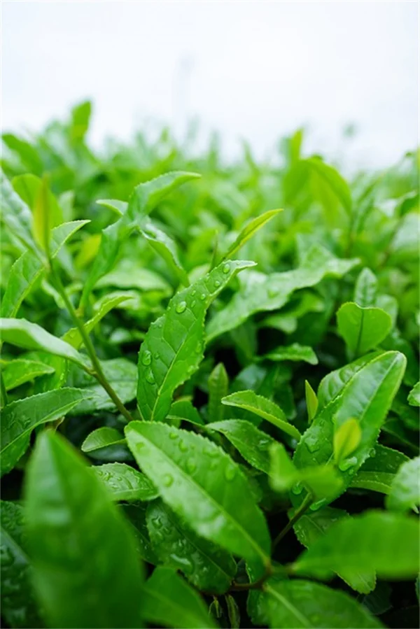 休眠油で果樹の冬の害虫対策！実は知っておくべき3つのメリット