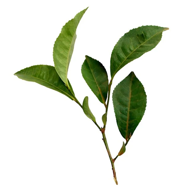 休眠油で果樹の冬の害虫対策！実は知っておくべき3つのメリット