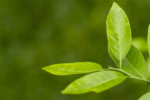 真夏の収穫量を増やす！暑さに強い野菜の育て方、私が実践している完全ガイド