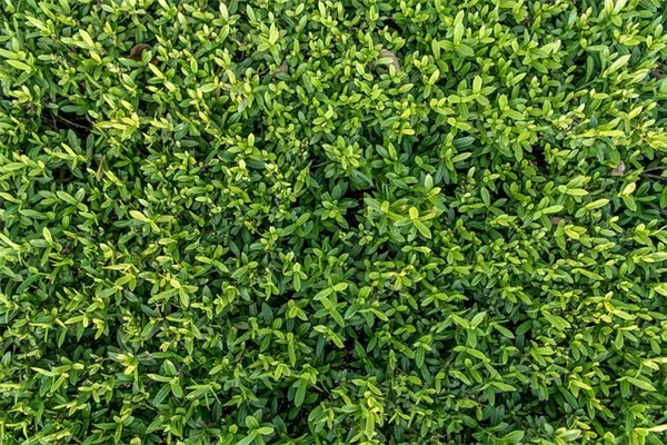 花のクロスワードパズルでガーデニング知識を試そう