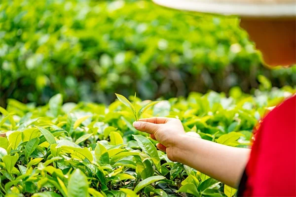紫色野菜の栽培と健康効果をプロが解説
