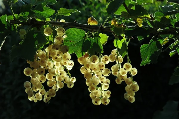 秋の花束の作り方【庭師直伝】長持ちさせるコツをプロが解説